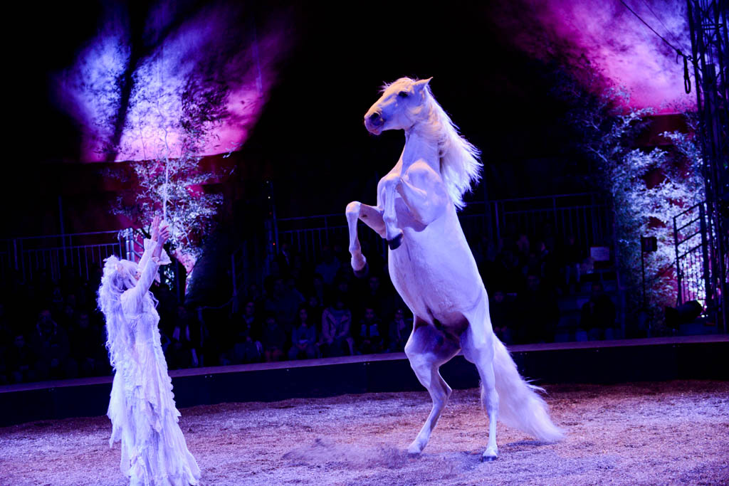 Cheval cabré - Spectacle équestre Le Mystère du Triskell