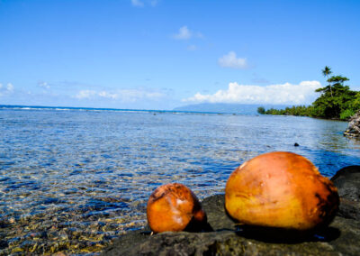 Voyage de noix de coco